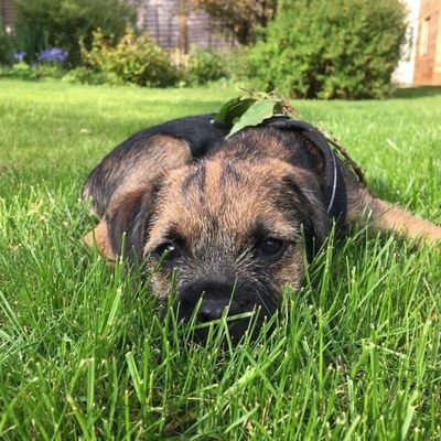 Hello 👋 my name is Archie and I'm a border terrier. I love going on adventures, meeting other dogs and eating lots of tasty treats.🐕🐾🇬🇧
Insta⤵