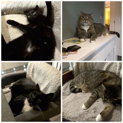 We are four very spoiled kitty cats, two tabbies Tilly and Tara and two blackies Charlie and Maisy.