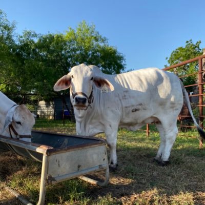 High Crossing Cattle Company Registered Grey Brahmans