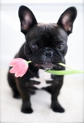 I'm a French bulldog lover❤️and I value pets so much I'm also a home base breeder 🐾.I sale frenchies 🐶