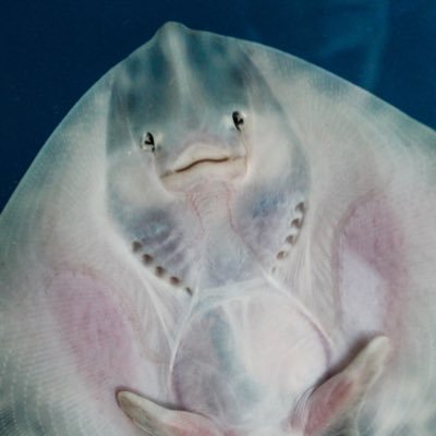 NKBDA's profile picture. ロレックスが好きです。誰がなんと言おうとロレックスが好きです。R3年8月黒トナ購入しました！今後はデイトナマラソンしている方々を応援していきます！