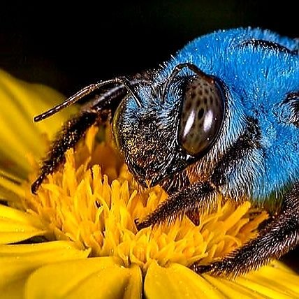 #Resist #Resistance #BeesforBiden 
Just a Bee trying not to die from the #TrumpPlague. 🐝