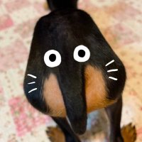 ミニピンぽんずちゃん (@minpin_ponpon) Twitter profile photo
