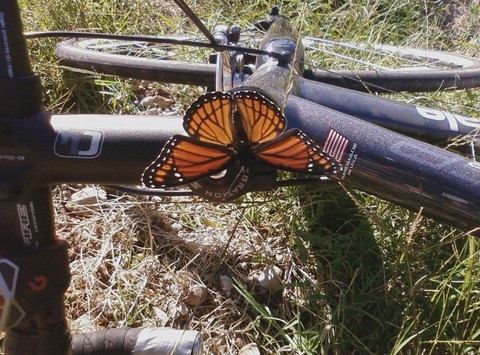 monarcadeoro's profile picture. 