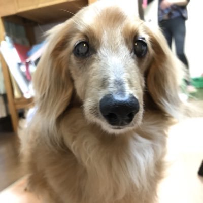 動物が大好きです。2年前に愛犬Qooが16歳と7ヶ月で🌈を渡ってから、その時の悲しみが大きすぎて、他の子を迎えることができません。 今は沢山の方達の動物の写真や動画で癒されています！ 無言フォロー失礼します😆