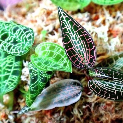 Chupet チューペット 花が咲いて 茎が長くなったのでルディシアディスカラーをバラバラにして 一ヶ月ぐらいで芽がやっと出てきた 嬉しいなぁ ルディシアディスカラーアルバ ジュエルオーキッド 株分け