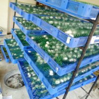 Sericulture Development Department (@jksericulture) 's Twitter Profile