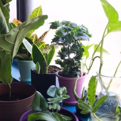 ling_jakki's profile picture. Clinical mental health counseling graduate student.