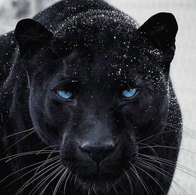 RealSeeker01's profile picture. | Forex trader | Business Developer | Frontend Developer | Liverpool FC Fan |