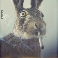 Al Bunny(@AlexAlexroll) 's Twitter Profile Photo