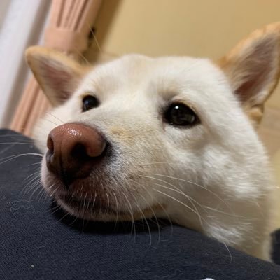 だいふく ばあちゃんが抱っこするとすぐ寝るイヌ いつまでもばぶちゃんで可愛い