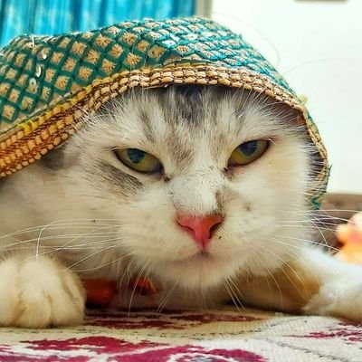 HTML_Phd's profile picture. 🥲🫡