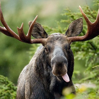 Streaming games most day @ An_Average_Moose on twitch come chill i mainly screw around with friends https://t.co/jVmpOqvDAH