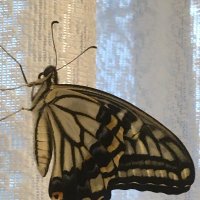 tracy (@tracy62673629) Twitter profile photo