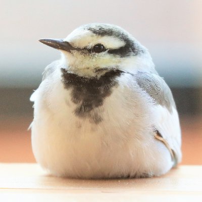 wagtail0203's profile picture. 新宿区→札幌移住。大自然と都市が密接する札幌、自由な北海道を愛す♡

#LongCovid PCR検査適用外の2020年2月～2ヶ月半の微熱乱高下と気管支炎、胸痛で体重6㎏減。平熱化後は倦怠感息切れ頻脈、6月夫婦で帯状疱疹、動悸不整脈、脱毛、ブレインフォグ、咽頭痛胃痛下痢繰り返し、アレルギー悪化免疫バグ、丸1年で軽快