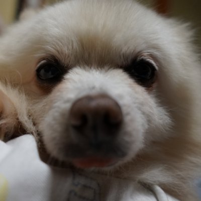勇者ヨシヒコ 犬 Yoshiko Twitter