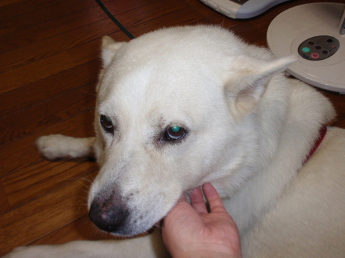 群馬の白い山犬です
