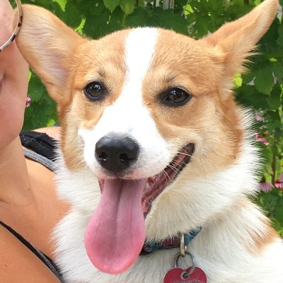 🌊🌊🌏☯️⛵️🌳🌺Dad of 3 kids, CORGI Dad, Animal Lover, Proud Democrat from Birth, Artist, Photographer, #RV Life, #CorgiCrew #HarrisWalz2024 🌊 🌊 🌊 🌊 🌊 🌊