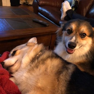 @CorgisofRK9