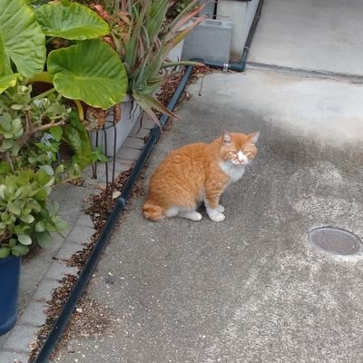 halawasai's profile picture. ポッドキャスト関係と着物関係と動物関係に多めにいいね👍すると思います。