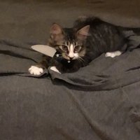 drogart (@drogart) 's Twitter Profile
