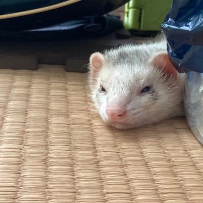 松田 בטוויטר アライグマに似てるよねってたまに言われる 今日も言われた からじっくりアライグマ見てみたけどどこが似てるのかわからない アライグマもタヌキも同じ顔なのになんでアライグマ てかアライグマ顔ってどんな顔だよ