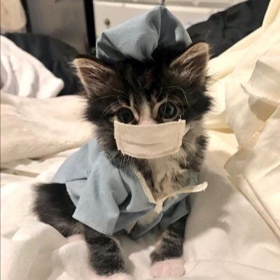 Cats With Jobs