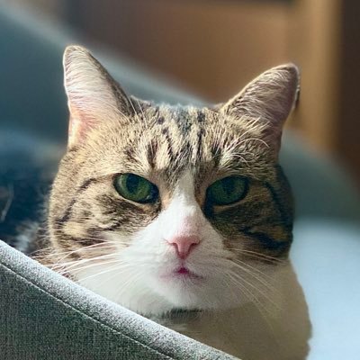 Lady Eleanor Swipington McYowly...aka Ellie Bellie. Likes treats and sleeping on freshly washed jumpers. Dislikes other cats and the evil Lord Dyson