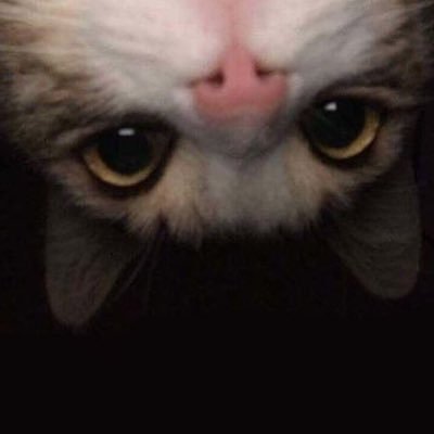 vapore1x's profile picture. Bitch