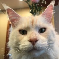 Alta Rocks (@altapowderskier) 's Twitter Profile