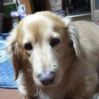 るーちゃん (@lupinloving) / X