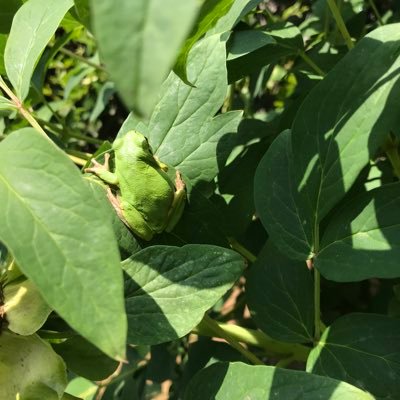 manjok100's profile picture. Online, Eco ,Fun, Finance, Design, Technology, Entertainment