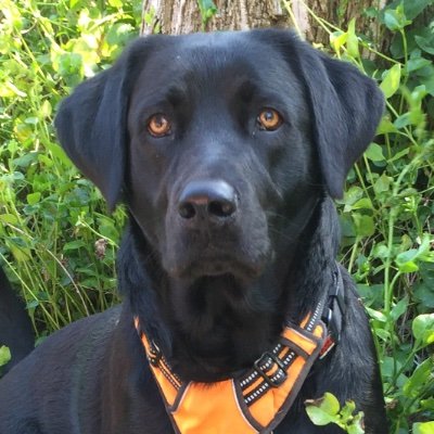 Designerx3's profile picture. 🇺🇸,Slava🇺🇦 ,Proud Father of 3 young men,Production Designer,TV Commercials Event Designer, Furniture Designer,Lab Lover,,#Resist #VoteDem,No DM's please