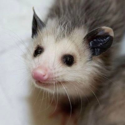 All images along with credit belong to the original owners.                                        #Possums