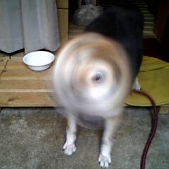 yukidachshund's profile picture. ０７６２→０５６１