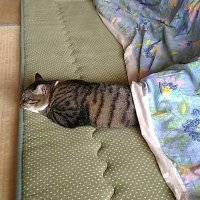 ゆーき　本垢乗っ取られました💦 (@fuji3406_sub) 's Twitter Profile
