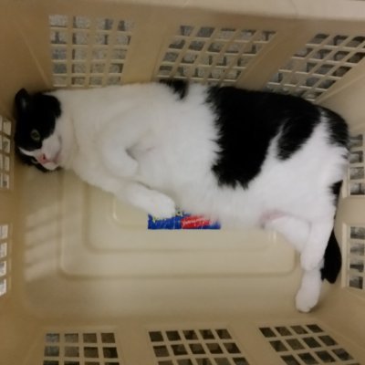 LisaBadCat1's profile picture. Twitch Partner