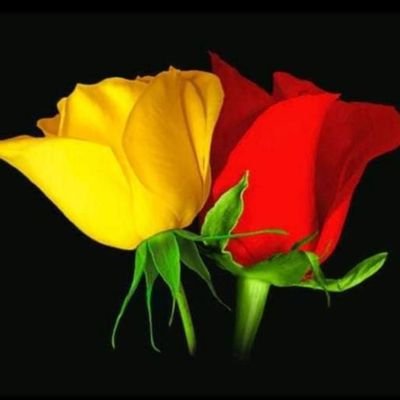 rp_trivedi13 Profile Picture