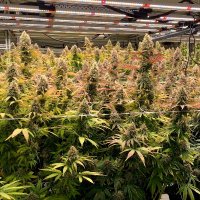 K&J Cannabis Kings (@kevinknorr10) 's Twitter Profile