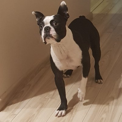 me_caga_tw1tt3r's profile picture. Regreso a Twitter y migro a esta cuenta solo por Convoy, los odio por eso!