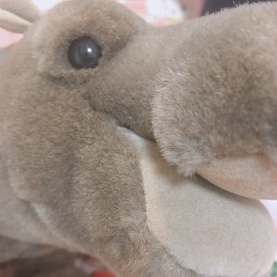 矯正費用自力で貯めたい大学生 歯並びのいい口ゴボ 上下顎突出 表側ワイヤー 上下4番4本と親知らず4本計8本抜歯済み 顎ヒアル済🇰🇷