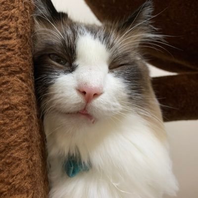 925_miki's profile picture. 