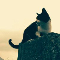 emi (@nyanko9911) 's Twitter Profile
