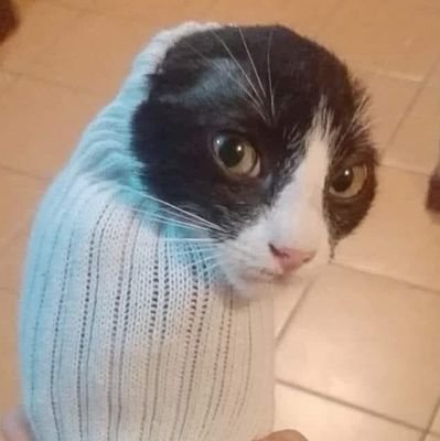 BorgnerOne's profile picture. One borg to ner them all