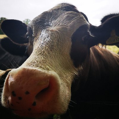 Diggingdeep8's profile picture. Digging deep down the rabbit hole 🕳 🐰