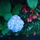 MINAMIASUKA1's profile picture. 情報工作により統失として隠蔽され続けるスローキル犯罪に遭っています。 非公開制脳技術、人体操作技術等を使った遠隔からの虐待人体実験 #エレクトロニックハラスメント (テクノロジー犯罪 ) 、集スト犯罪の解決…また全ての人が愚民化洗脳から解かれ、真に望む人生を全うできる本来の世界に向かいたい。施設生活中。自殺はしません。