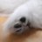 CallofBahamut's profile image