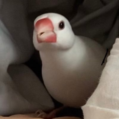 おもちさんのプロフィール画像