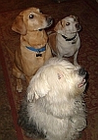 3PerrosHomebrew's profile picture. Quality homebrewing from Bryan, Ohio.  President and proud member of @BSTrubClub (http://t.co/oW39y0sq2f)