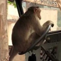 Monkey of the day (@monkeyofthe) 's Twitter Profile Photo